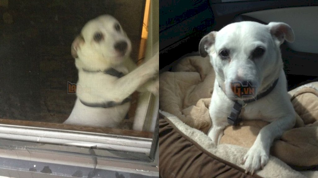 Chú chó đợi chủ đi làm về suốt 11 năm bên cửa sổ, cho đến một ngày nó bỏ cuộc